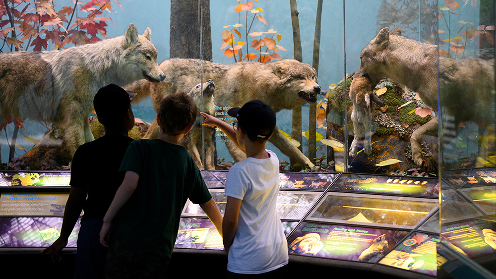 Children look at wolves in a museum