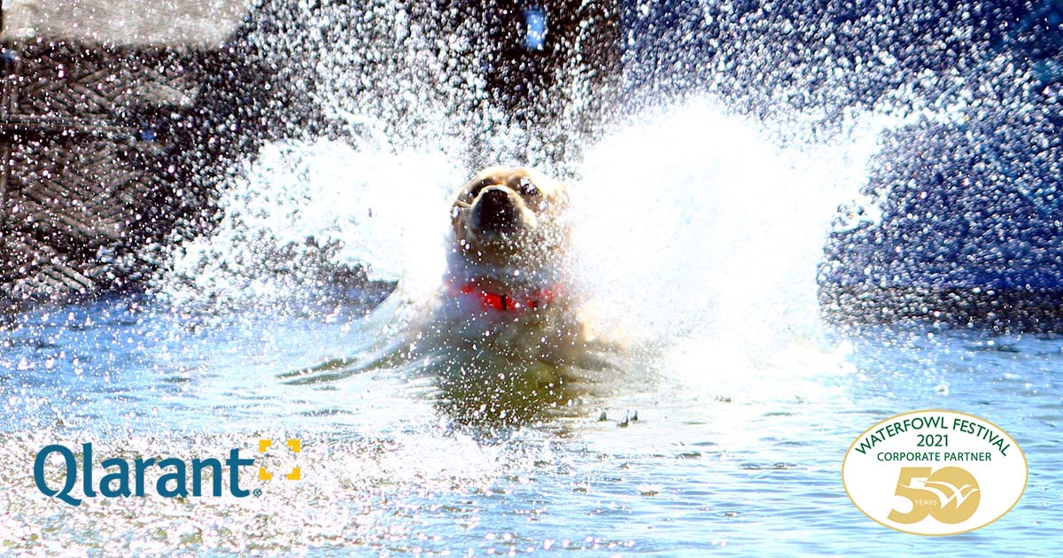 Diving Dog Splashing into the water